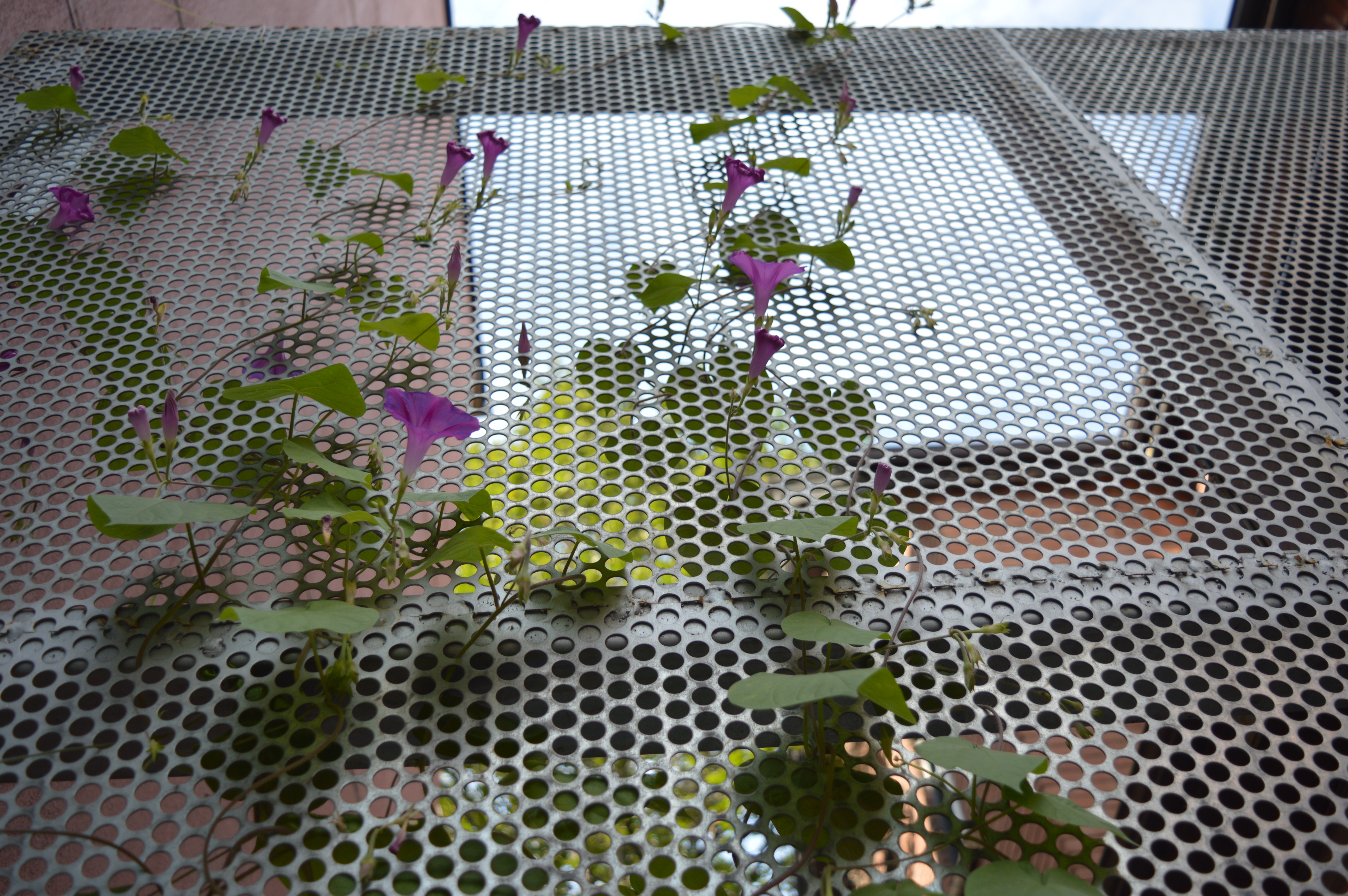 Morning Glory, Mourning Friends